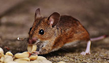 24 Hour & Emergency Exterminators in W Lafayette, OH